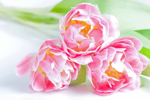 Bouquet of the fresh pink tulips — Stock Photo, Image