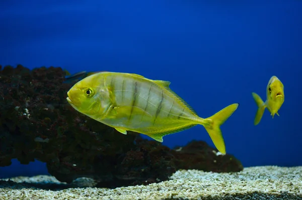 Желтая рыба с черными полосками Лицензионные Стоковые Изображения