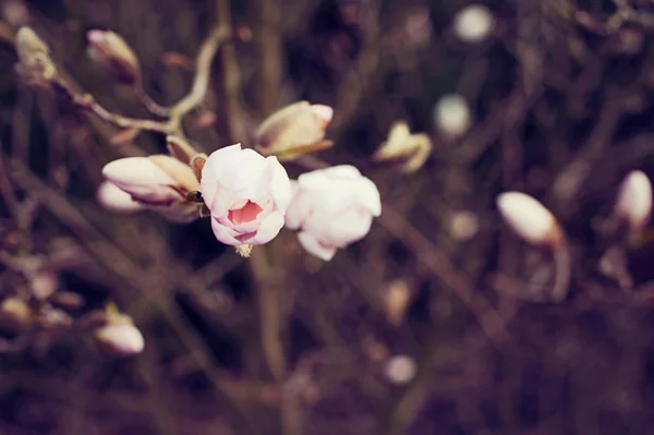 매 그 놀 리아 나무 꽃 — 스톡 사진
