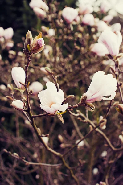 Magnolia δέντρο λουλούδια — Φωτογραφία Αρχείου