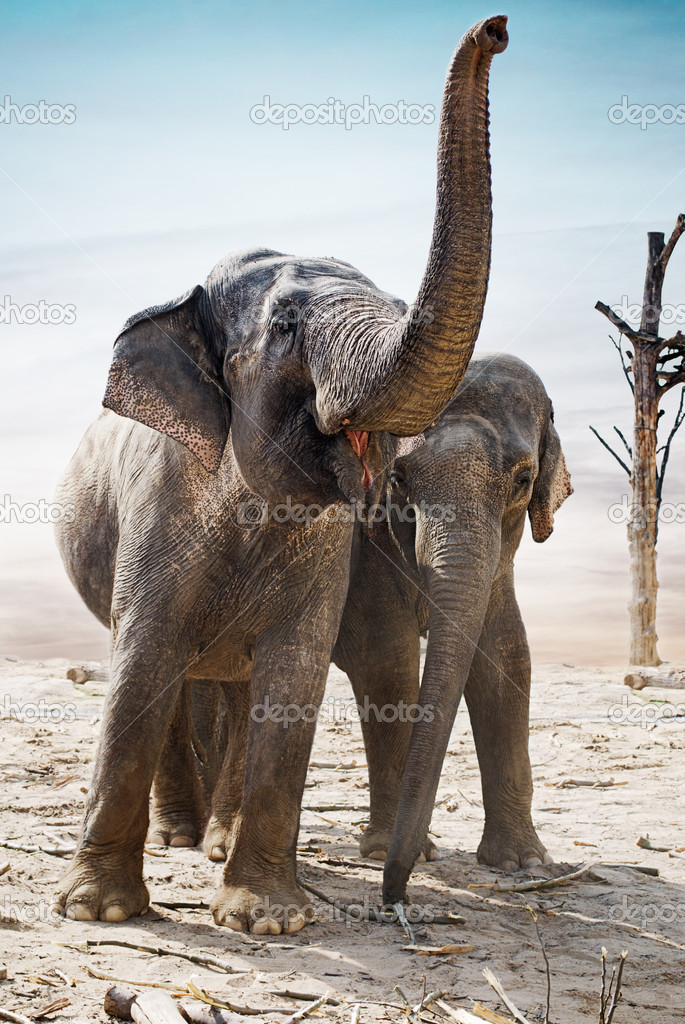 Indian elephants 