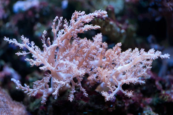 Colorful corals — Stock Photo, Image