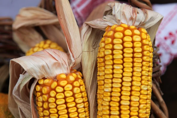 Mazorcas de maíz —  Fotos de Stock