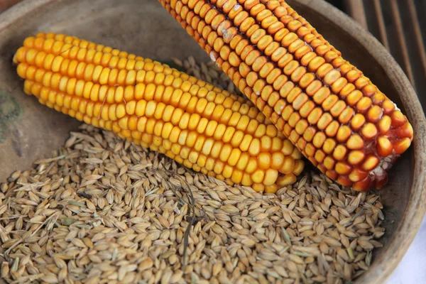 Maize cobs — Stock Photo, Image