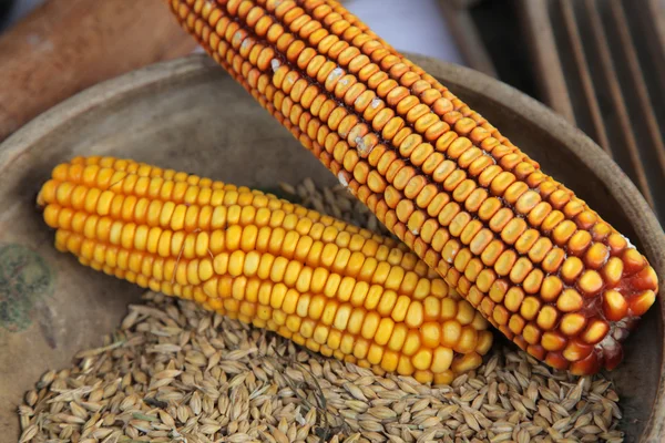 Kukorica cobs — Stock Fotó