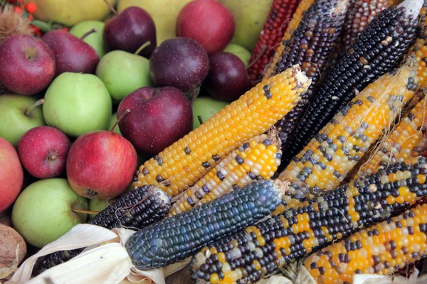 Scheffel Äpfel mit buntem indischen Mais — Stockfoto