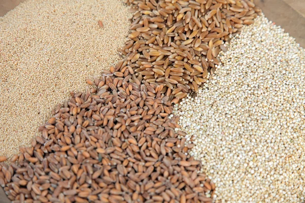 Background of different kinds of grains close up — Stock Photo, Image