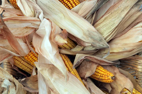 Kukorica cobs — Stock Fotó