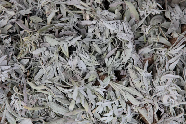 Lavanda secca — Foto Stock