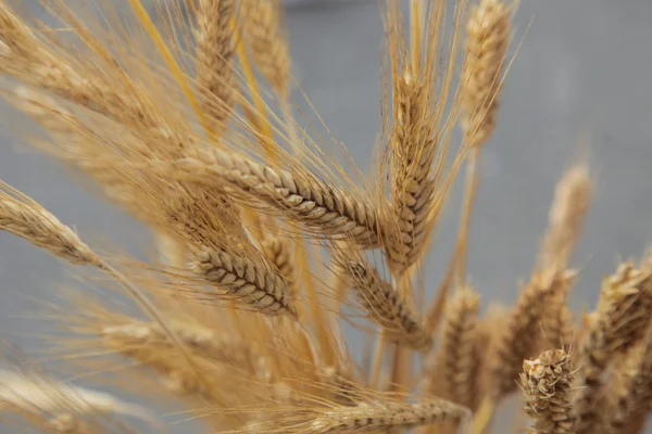 Ear of wheat — Stock Photo, Image