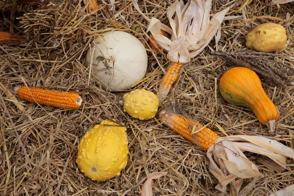 Tacksägelse-skörd — Stockfoto