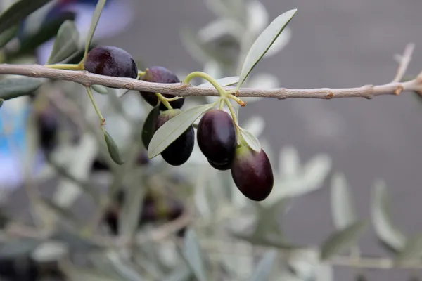 Branch of black olives — Stock Photo, Image