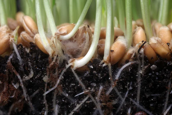 Growth wheat — Stock Photo, Image