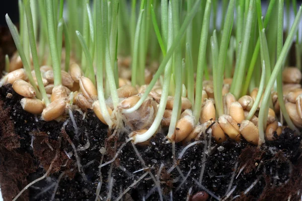 Growth wheat — Stock Photo, Image