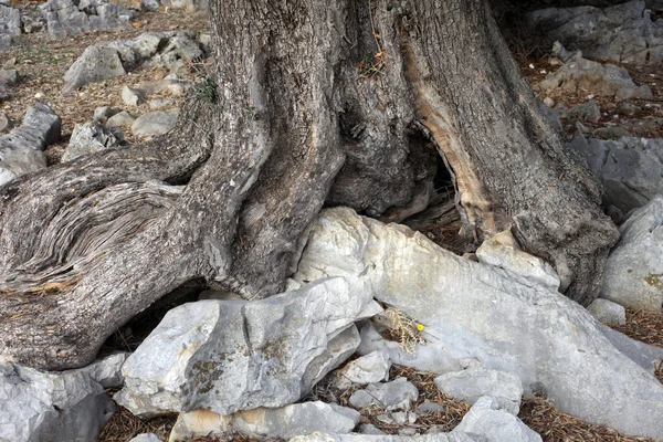 Alter Olivenbaum — Stockfoto