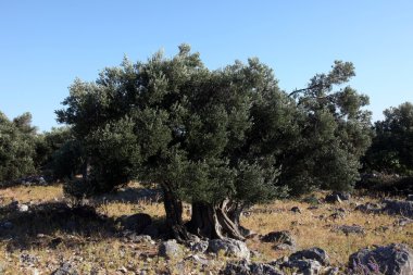 Olive grove