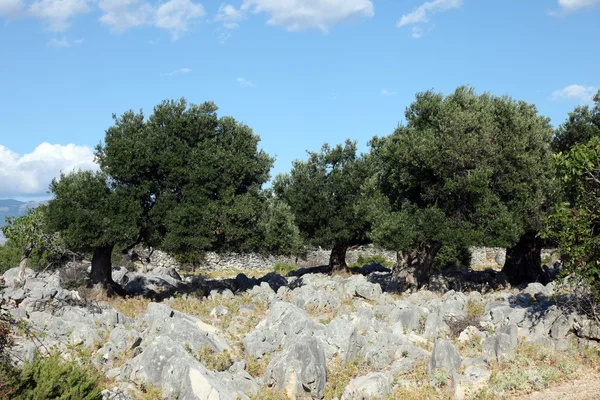 Olivový háj — Stock fotografie