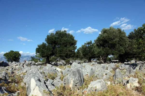 Olajfa-ligetben — Stock Fotó