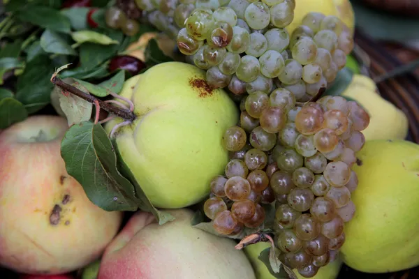 Récolte d'automne. Pommes mûres et grappes de raisins — Photo