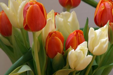 Çiçek açmış laleler