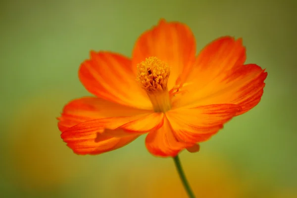 Gelbe Blüte — Stockfoto