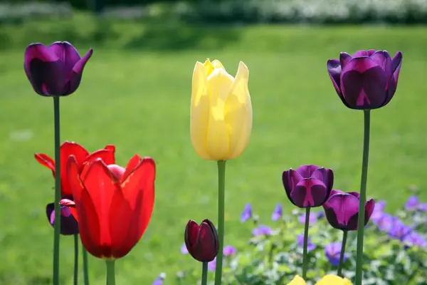 Tulips in full bloom — Stock Photo, Image