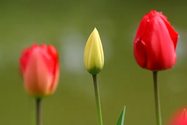 Tulipány v plném květu — Stock fotografie