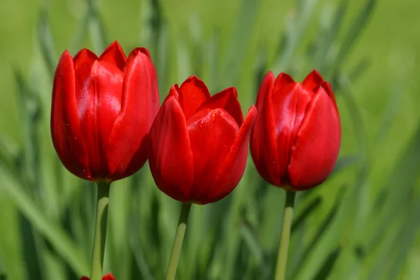 Červené tulipány na jaře — Stock fotografie