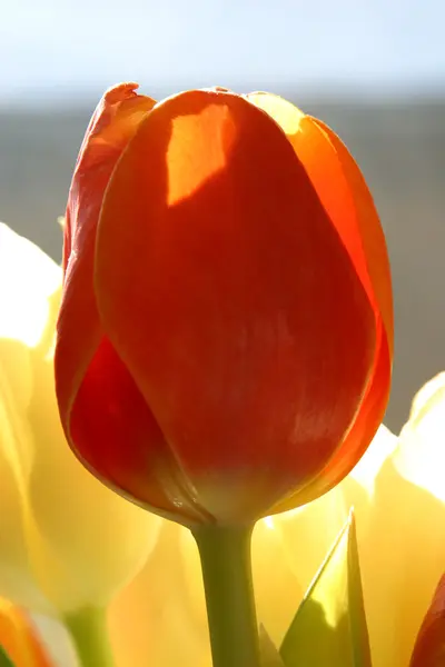 Tulipas coloridas na primavera — Fotografia de Stock