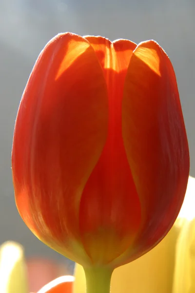 Tulipas coloridas na primavera — Fotografia de Stock