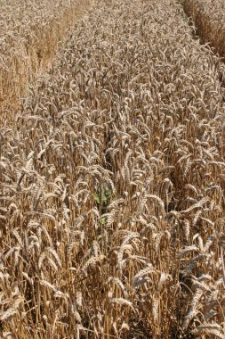 Altın buğday tarlası