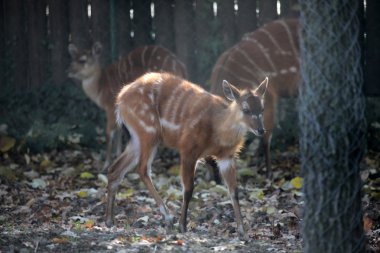 Batı, yayılım gösterir: Angola