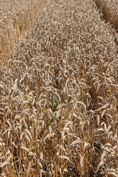 金色の麦畑 — ストック写真