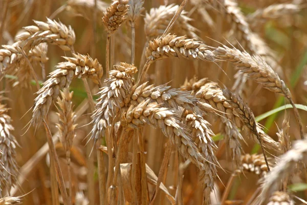 Campo de trigo dourado — Fotografia de Stock