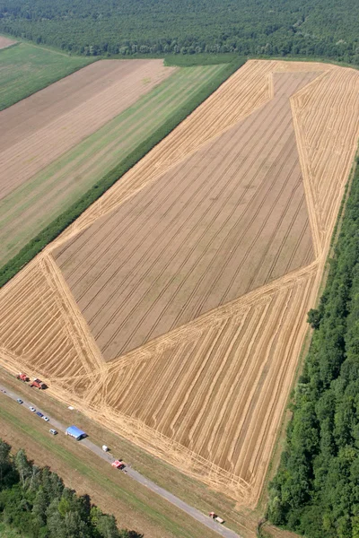 Vista aérea: Campo de trigo dourado — Fotografia de Stock