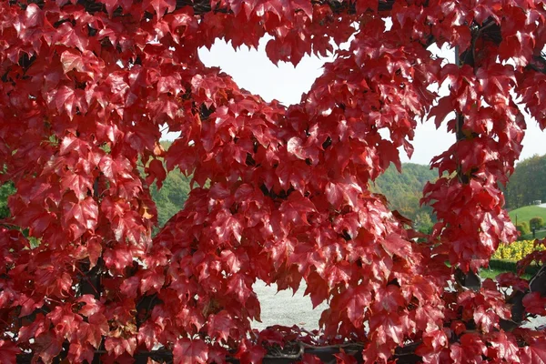 Mooie Herfstbladeren — Stockfoto