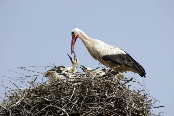 Famille des cigognes sur le nid — Photo
