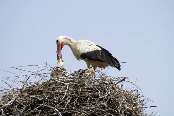 巣の上のコウノトリの家族 — ストック写真