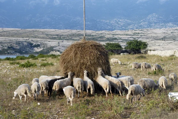 Стадо овец ест траву на закате — стоковое фото