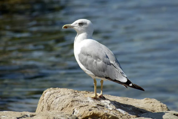 Möwe — Stockfoto