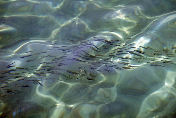 Pesce acciuga — Foto Stock