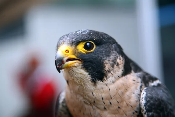 Falco aquila — Foto Stock