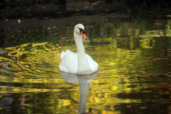 Labuť na jezeře — Stock fotografie