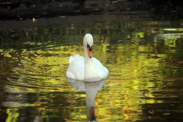 Swan on the lake — Stock Photo, Image