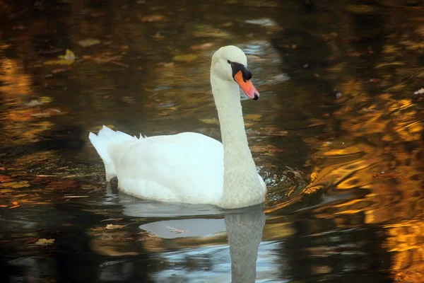 Swan on the lake — Stock Photo, Image