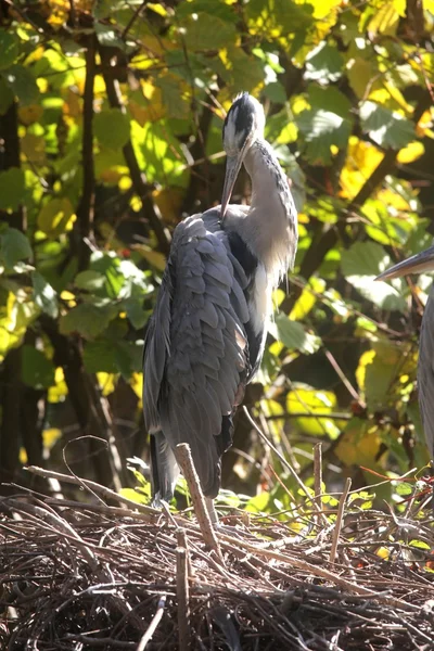 Gray Heron in Autumn — Stock Photo, Image