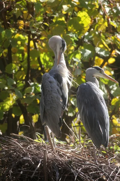 Gray Heron in Autumn — Stock Photo, Image