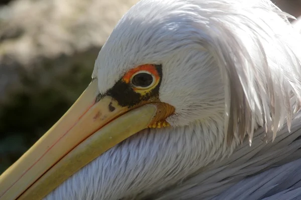 Пеликан — стоковое фото