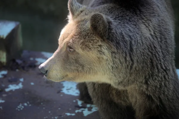 Brown bear — Stock Photo, Image