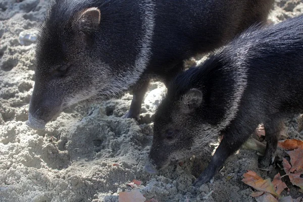 Javelina lub collared peccary — Zdjęcie stockowe